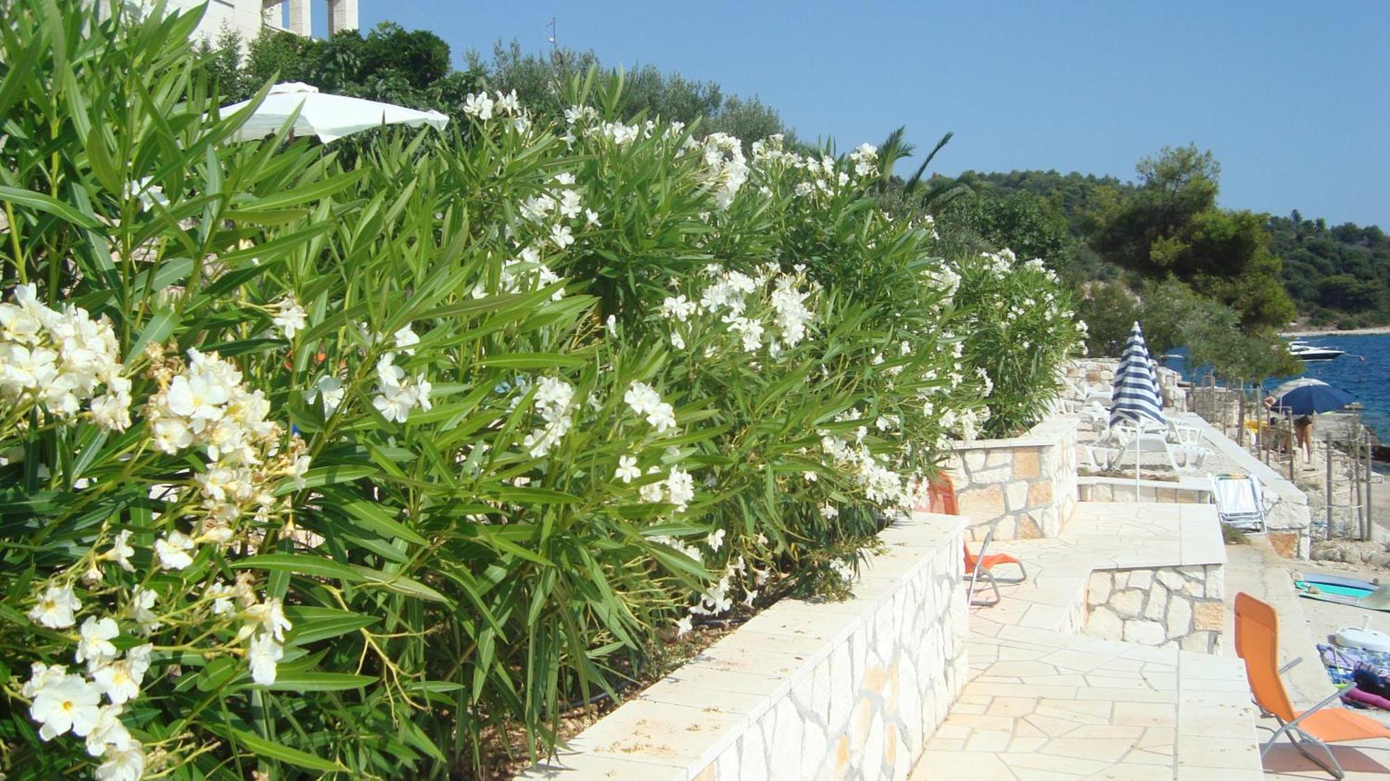 Apartments Niana With Heated Seawater Swimingpool Donji Okrug (Ciovo) Exterior foto